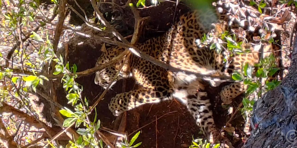 बैतडीमा जङ्गली जनावरका लागि थापेको पासोमा चितुवा फस्याे