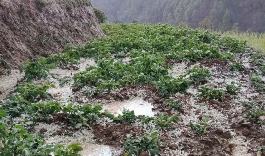 बाजुरामा एक घण्टाको असिनाले सखाप बनायो गहुँ र तरकारी बाली