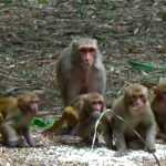 बाँदर आतंकले गाउँ रित्तिँदै, बैतडीमा १२०० घरधुरीले छाडे बस्ती