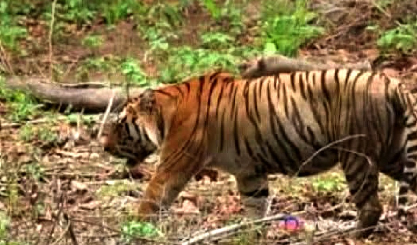 कैलालीमा डमरुसहितको पोथी बाघ देखिएपछि स्थानीय त्रसित