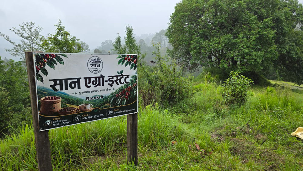 डडेल्धुरामा अरबी कफी खेती विस्तार
